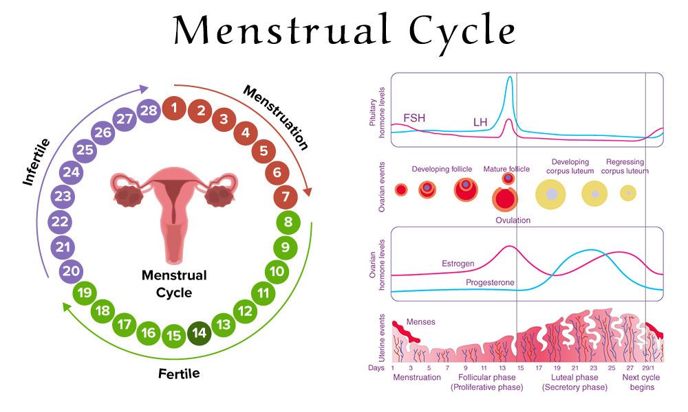 Understanding Your Menstrual Cycle: A Complete Guide